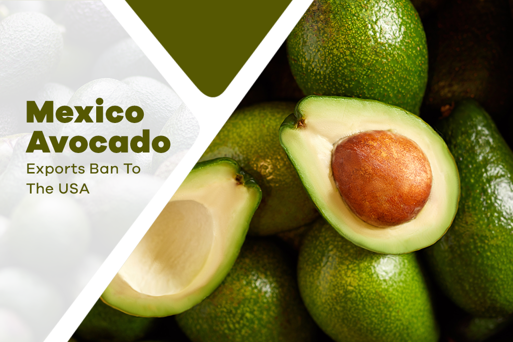 Mexico Avocado Exports To The USA Been Halted Due To “A Threat”