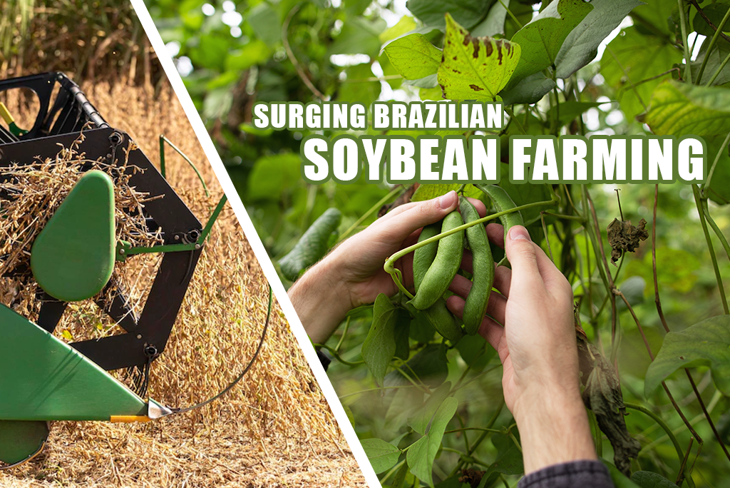 Rapid Expansion of Soybeans Farming Could Threaten Cerrado Savanna
