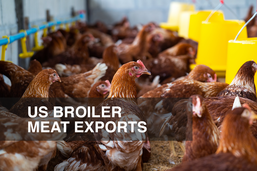 US Bird Flu Outbreak Will Affect Its Top Poultry Meat Exports